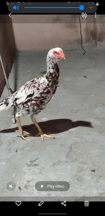 Thai and Japanese shamo Cross available best quality