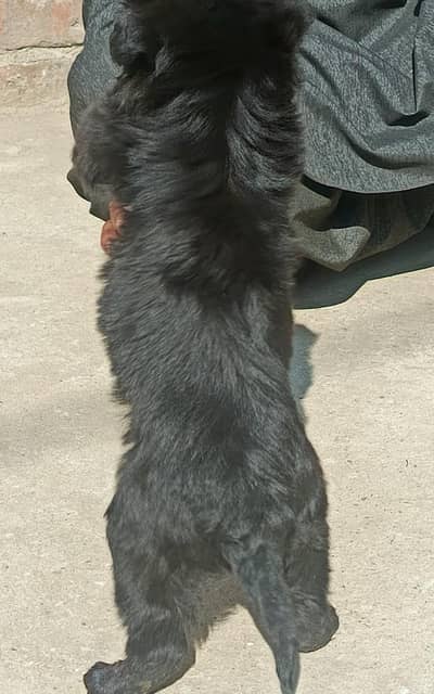 German Shepherd male puppy for sale 03262107955 my WhatsApp number