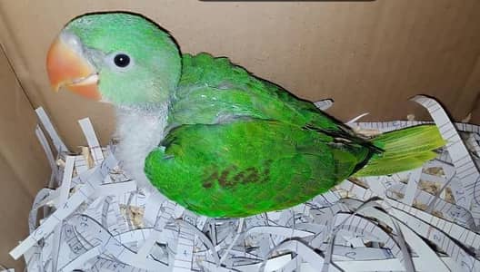 Kashmiri Raw Chick Male