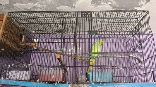 breeder male available