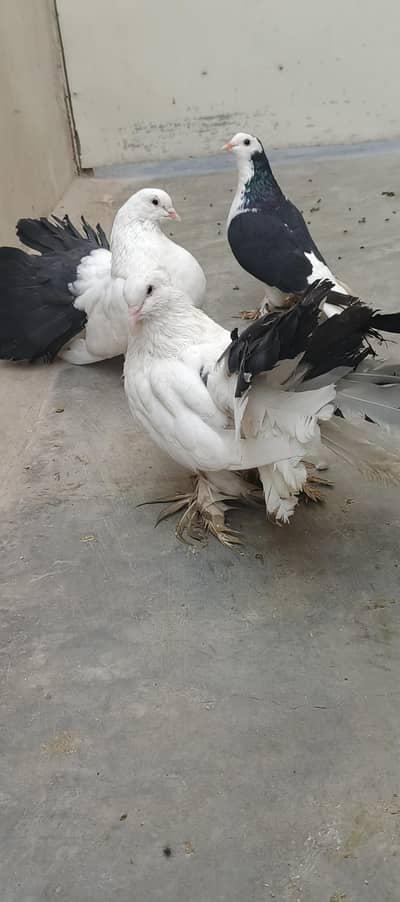 Pigeons for sell