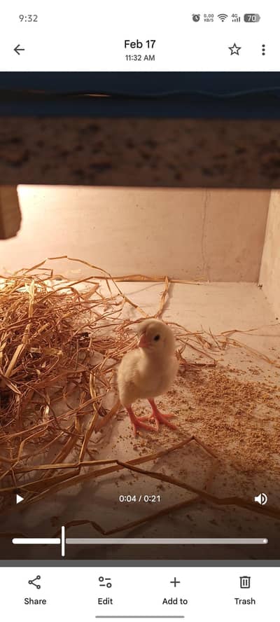 parrot beak Indian long tail chick  available