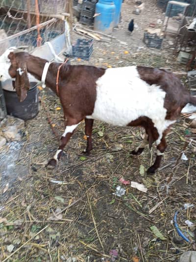 پیور دیسی بکری