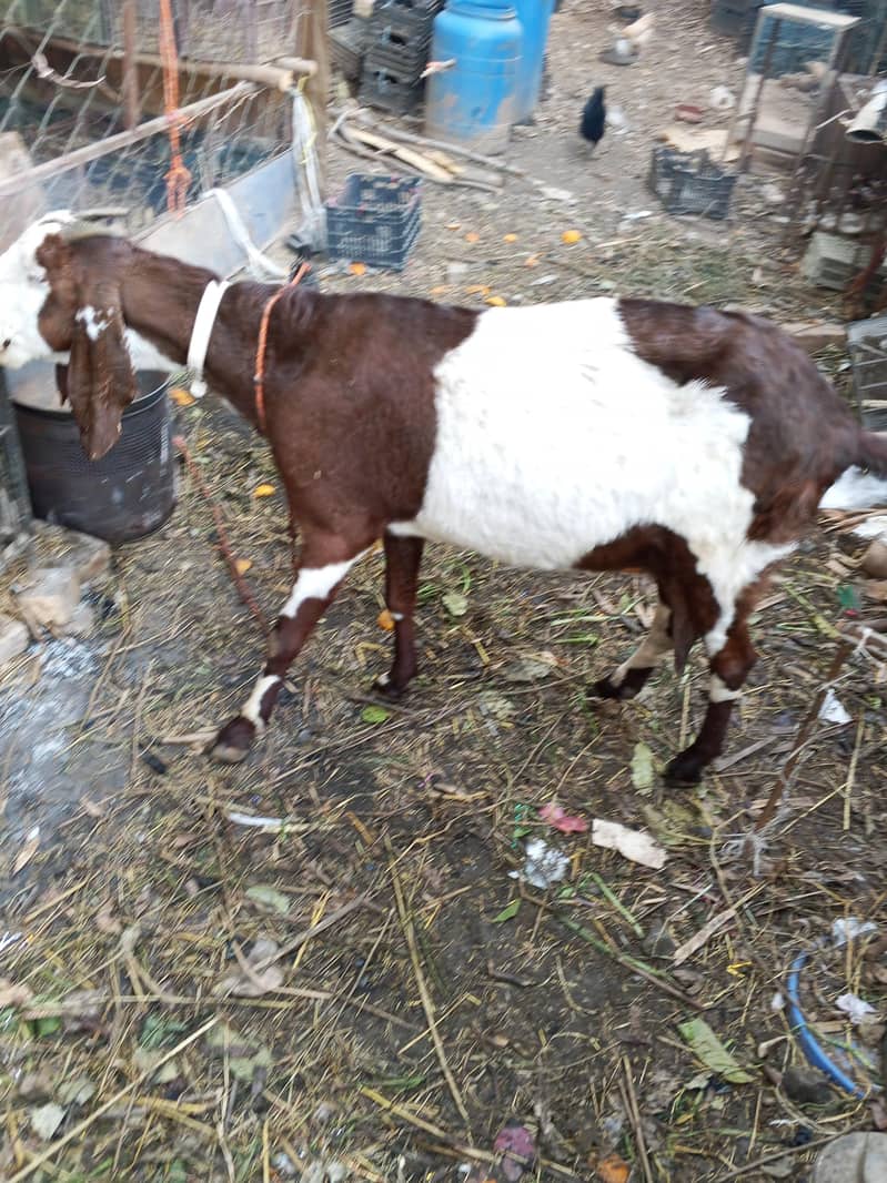 پیور دیسی بکری 0