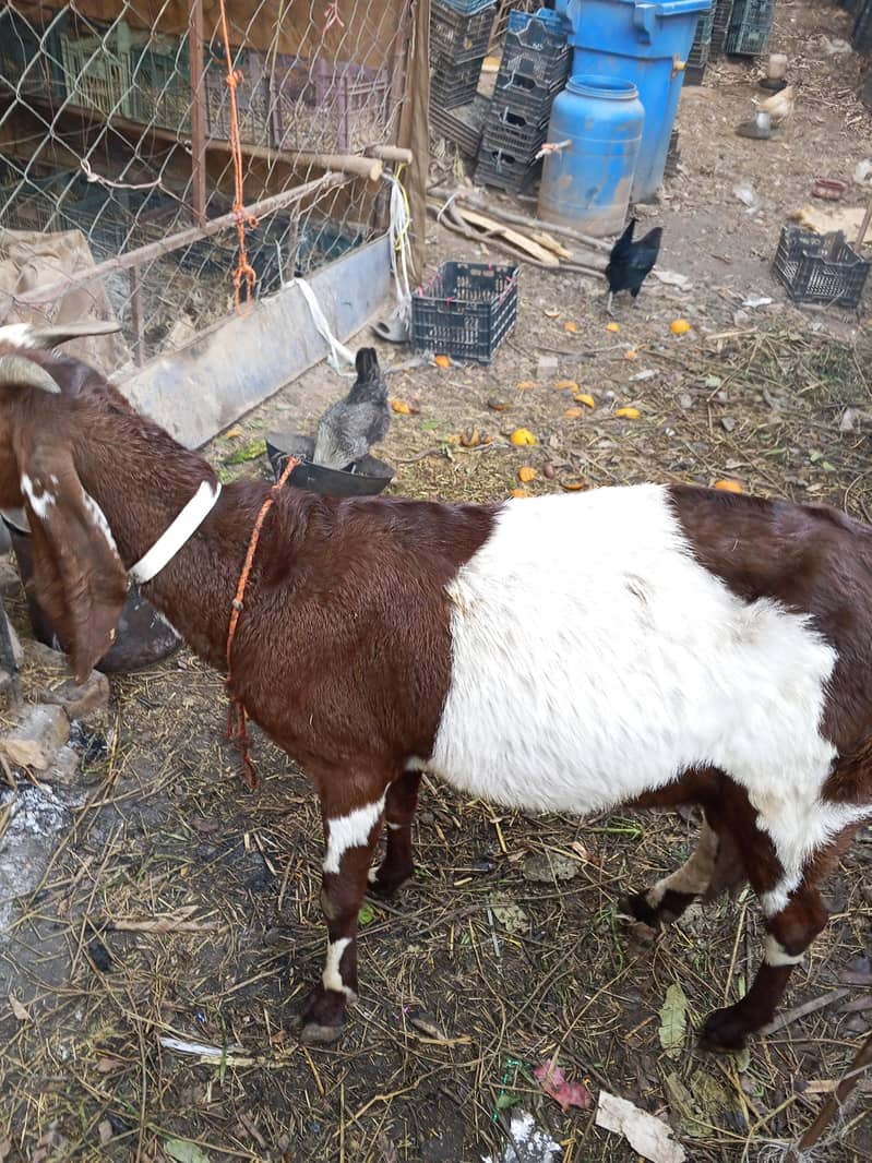 پیور دیسی بکری 1