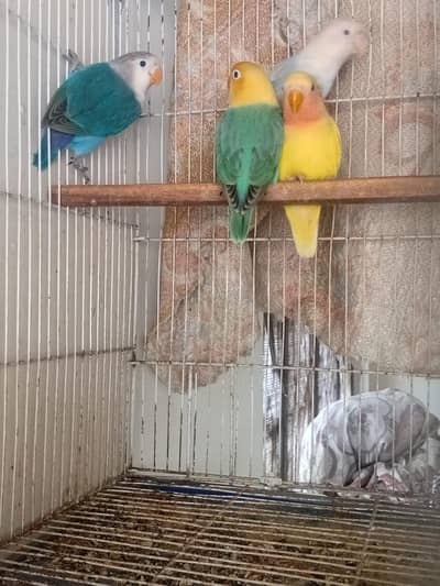 Lovebirds chicks for sale