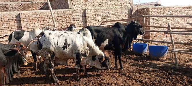 Qurbani animals for sale