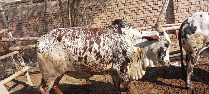 Qurbani animals for sale