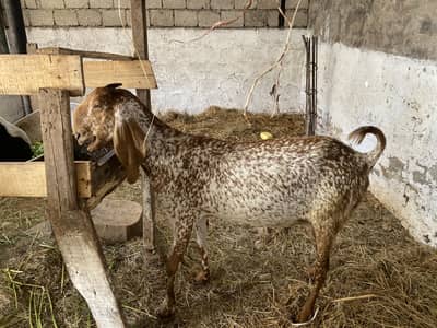 Makhi chini , beetal , Sahiwali beetal