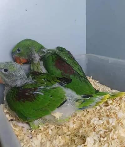 Kashmiri Raw Chicks Male Female