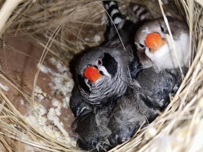 zebra finches