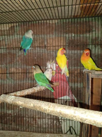 beautiful pair available