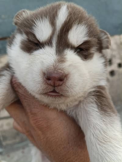 huskey puppy