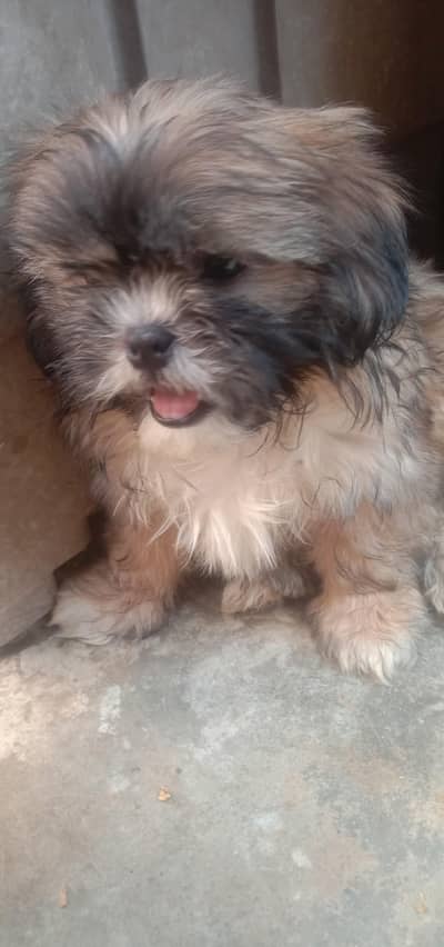 shih tzu puppy female