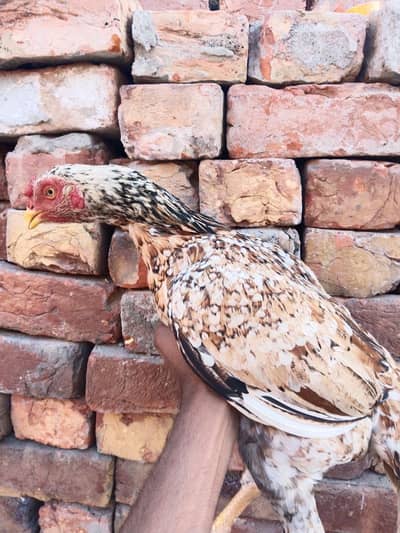 mianwali madi bhot acha cheeza ha quality wal