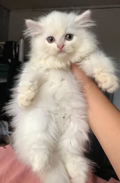 Persian kitten Female Triple Coated