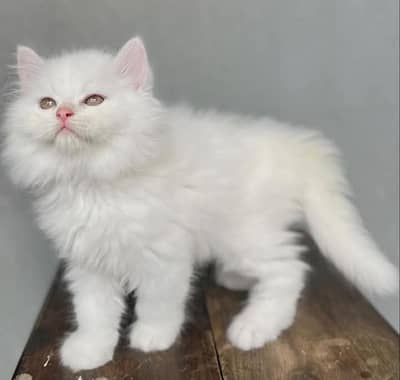 Persian kitten Female Triple Coated