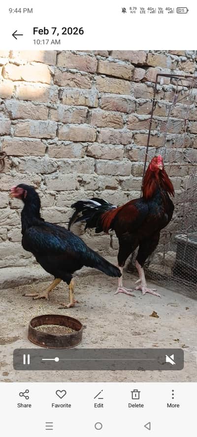 Aseel chicks for sale