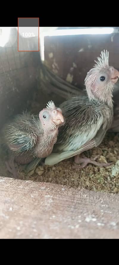 Cocktail chicks available for handtame