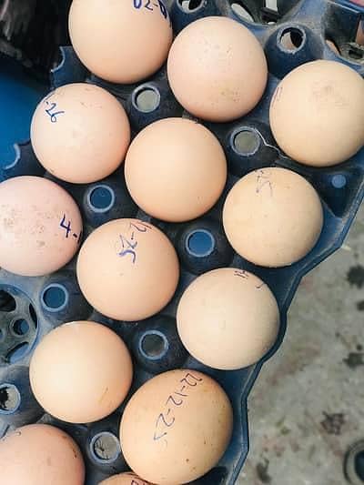 golden buff Cochin and australop fertile eggs