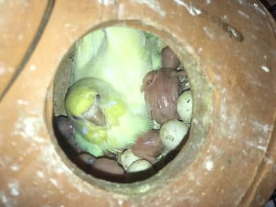 Beautiful Quality Budgies pair