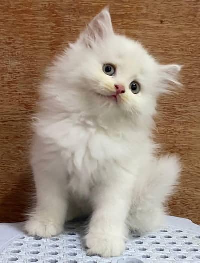 Persian kitten Female Triple Coated
