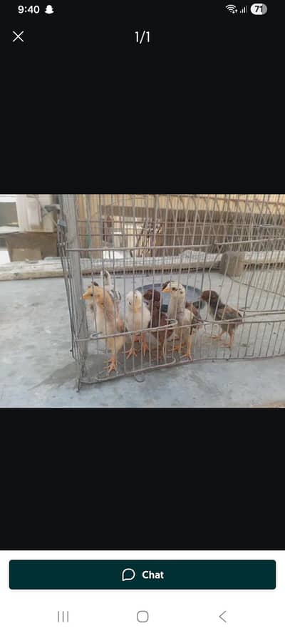 premium quality chicks avalible