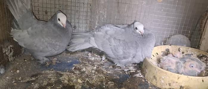 Danish Black Chick, Silver Mukhi Chicks pair for hand tamed