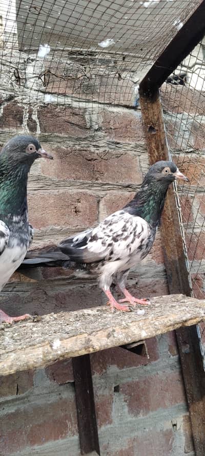 Royal teddy original