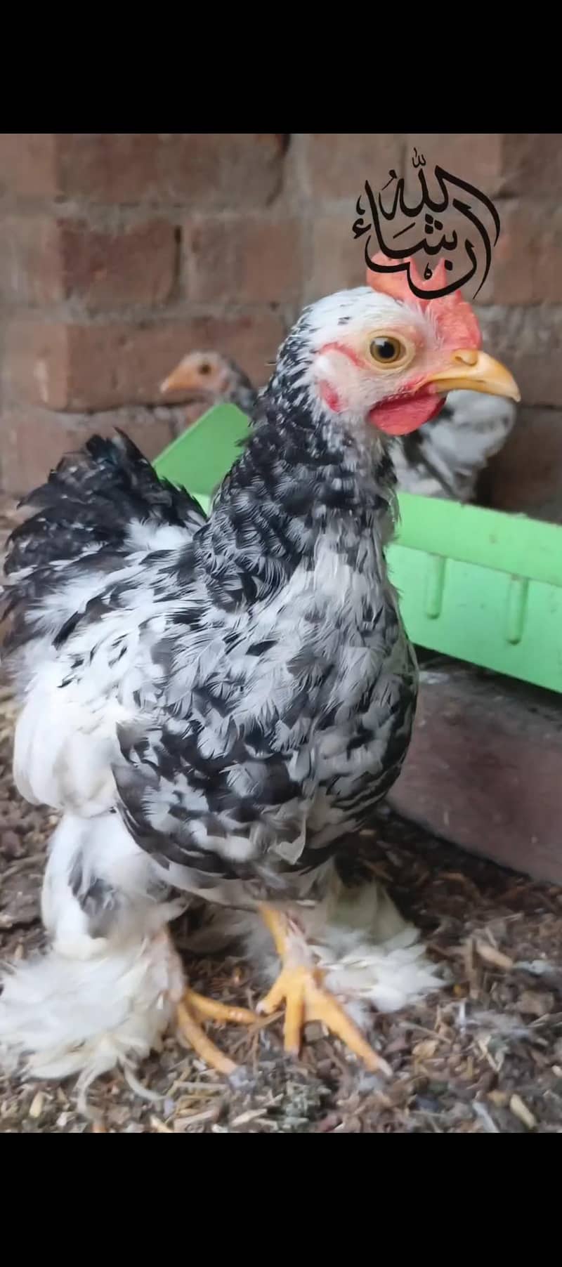 COCO MUTATION BANTUM 0