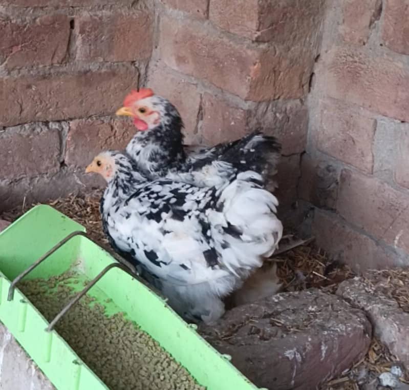 COCO MUTATION BANTUM 1