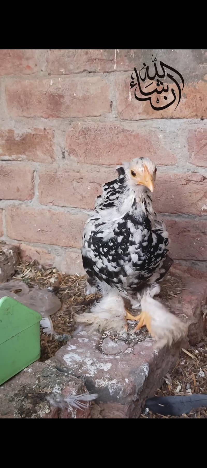 COCO MUTATION BANTUM 2