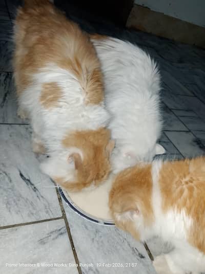 cats pair + baby for sale