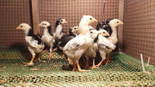 Pure Shamo & Aseel Thi Chicks for Sale – 1 to 16 Weeks – Lahore