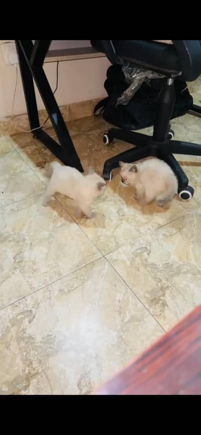 Beutiful and active Pair of persian kittens