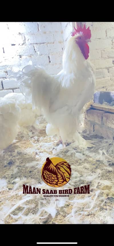 Golden buff | white buff | black buff | blue buff |