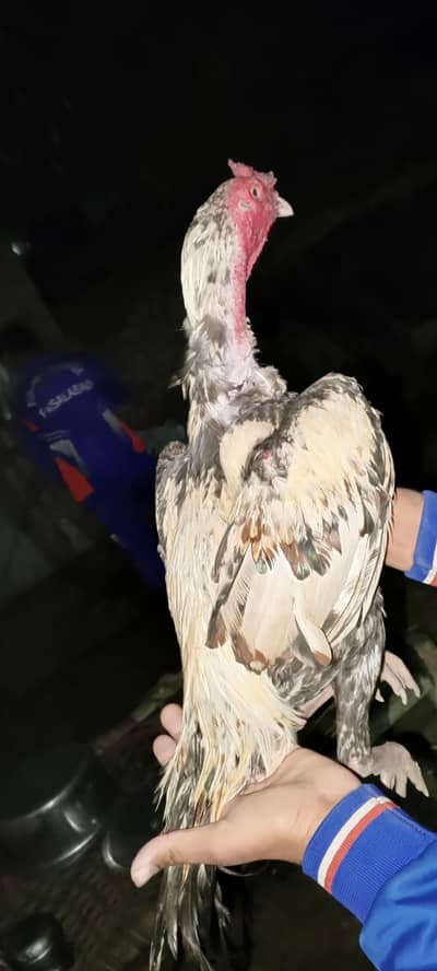 Aseel patha for saill my what's app number 0305-7399015