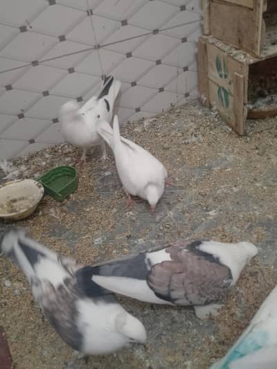 1 pair and 1 single male