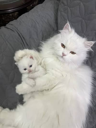 PERSIAN KITTEN TRIPLE COATED GOLDEN EYED