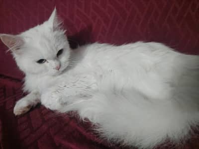 blue eyes triple coated