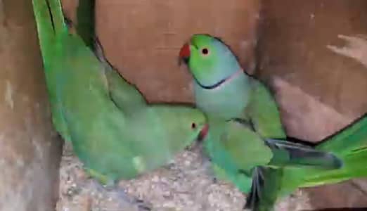 200% breeder pair with box