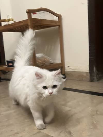Persian cat female  12 months