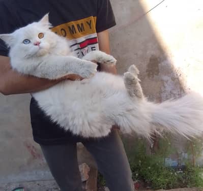 Male Odd Eyes Cat (Blue  & Golden ) – Vaccinated | Hyderabad