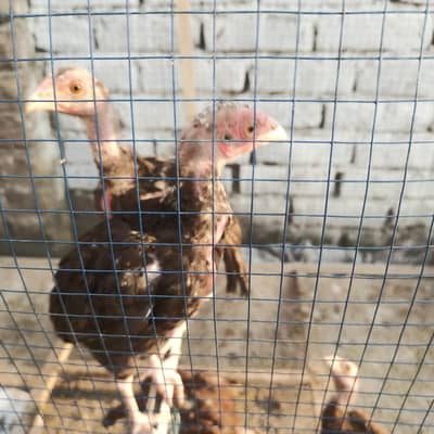 I m selling my aseel chicks.