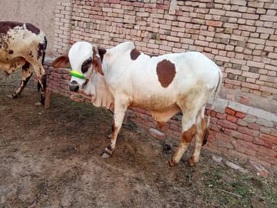 cholistani ablak patela