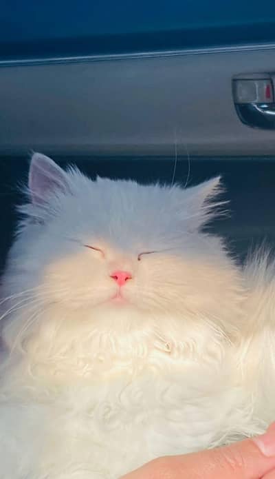 Persian Male Cat vaccinated