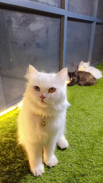 Persian tripple cotted