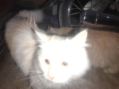 Urgent sale Male Cat