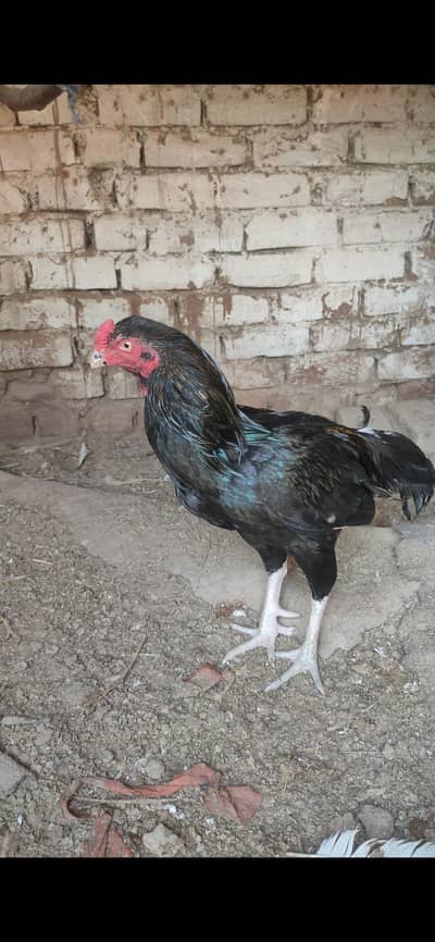 Two aseel breeders one maushka or onn