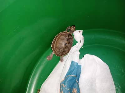 1 Turtle + Tank + Feed (URGENT)